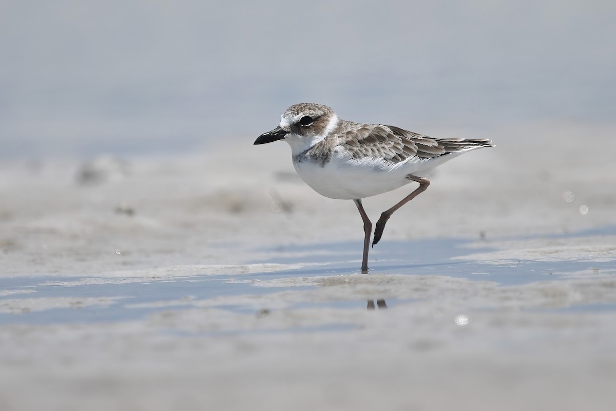 Wilson's Plover - Matt Spangler