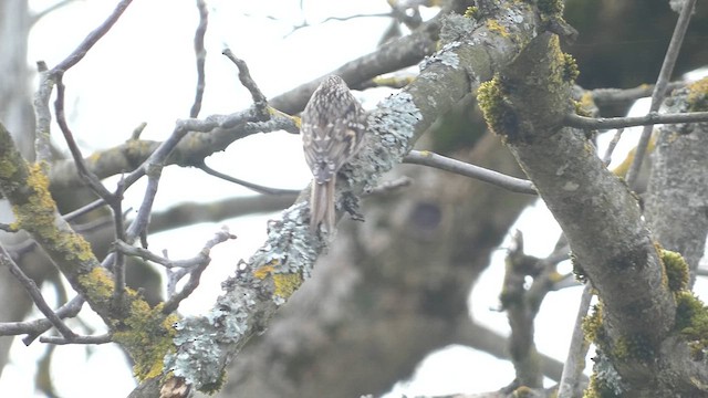 Short-toed Treecreeper - ML622651369