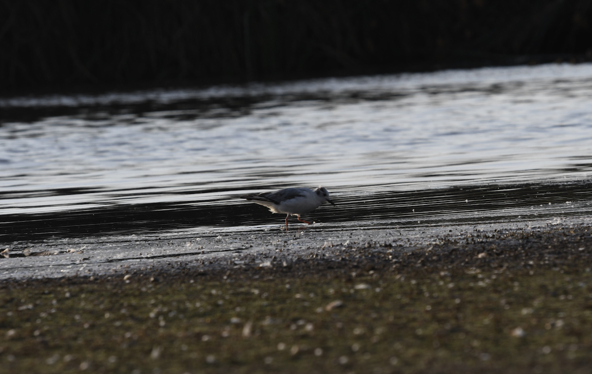 Bonaparte's Gull - Laura Ibarra