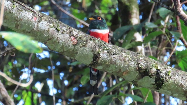 Masked Trogon - ML622651725