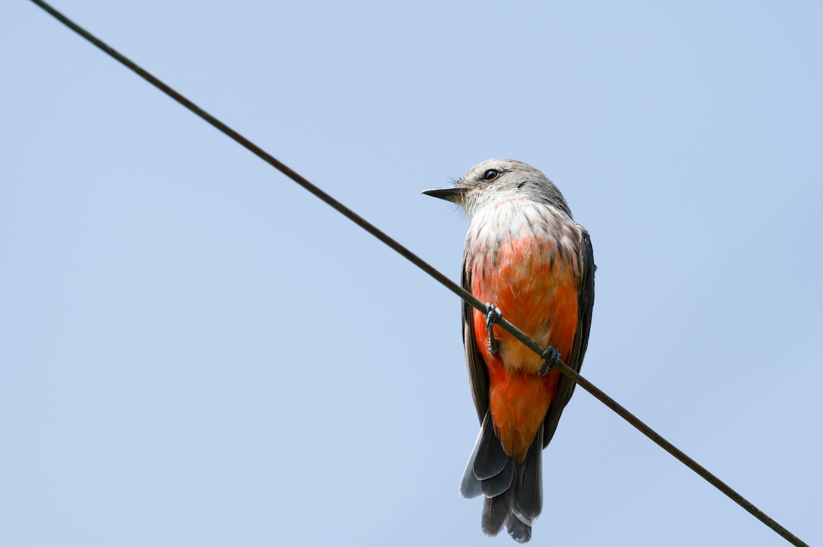 Vermilion Flycatcher (obscurus Group) - ML622651733