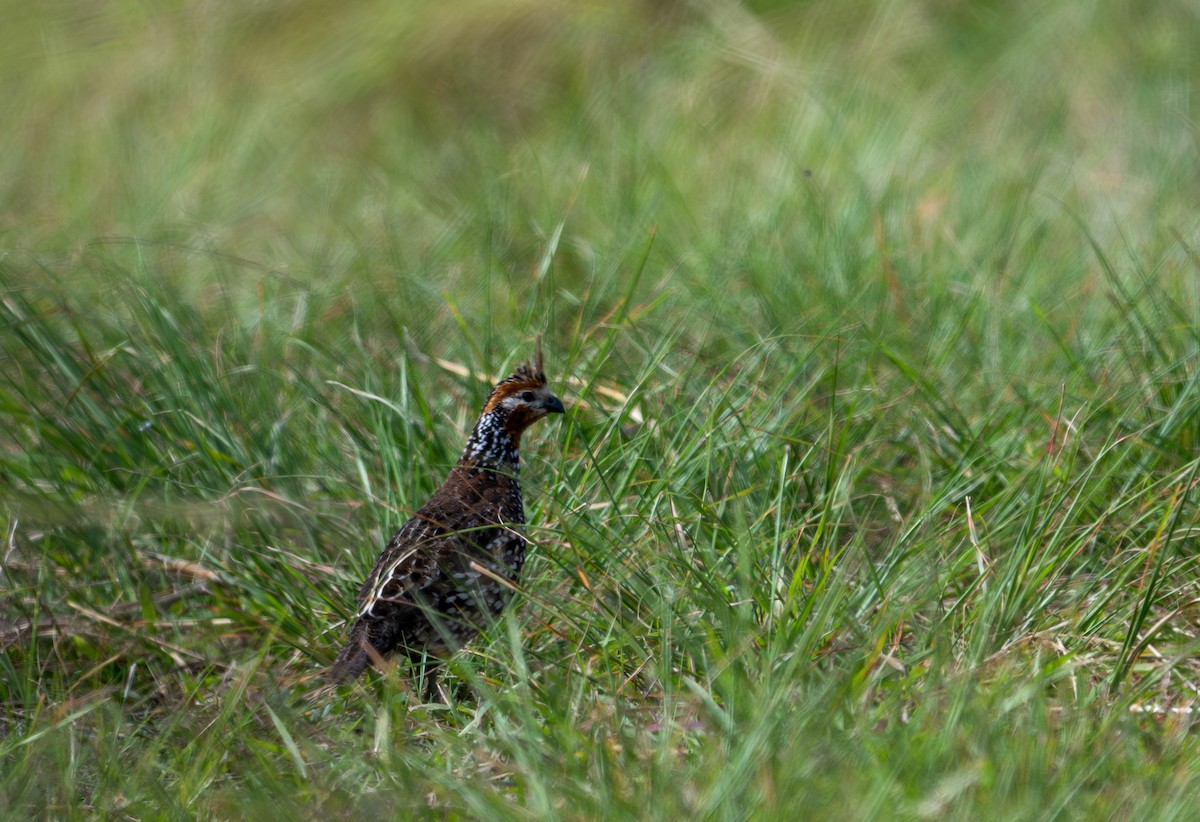 Crested Bobwhite - ML622651741