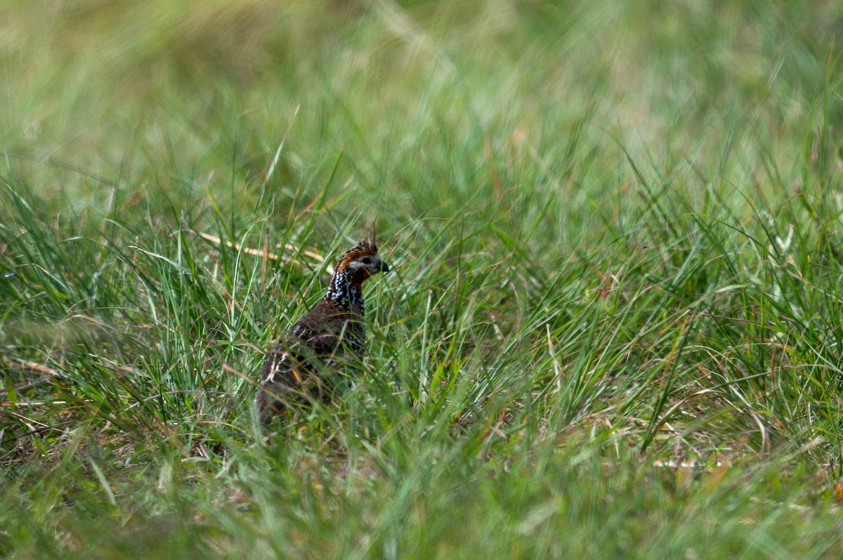 Crested Bobwhite - ML622651742