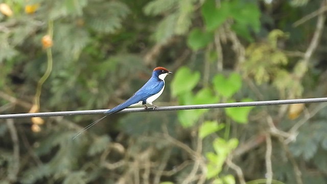 Wire-tailed Swallow - ML622651798