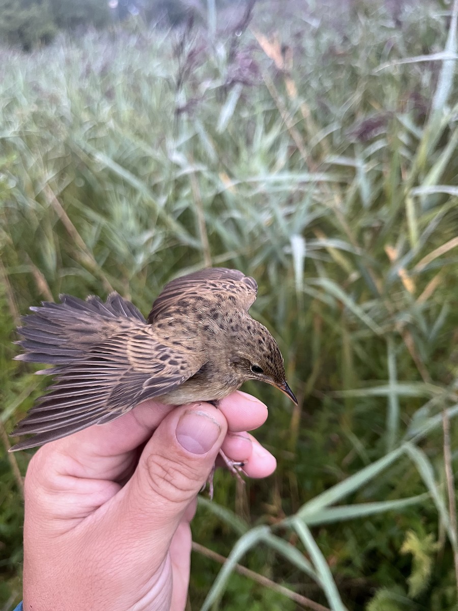 Common Grasshopper Warbler - ML622651857