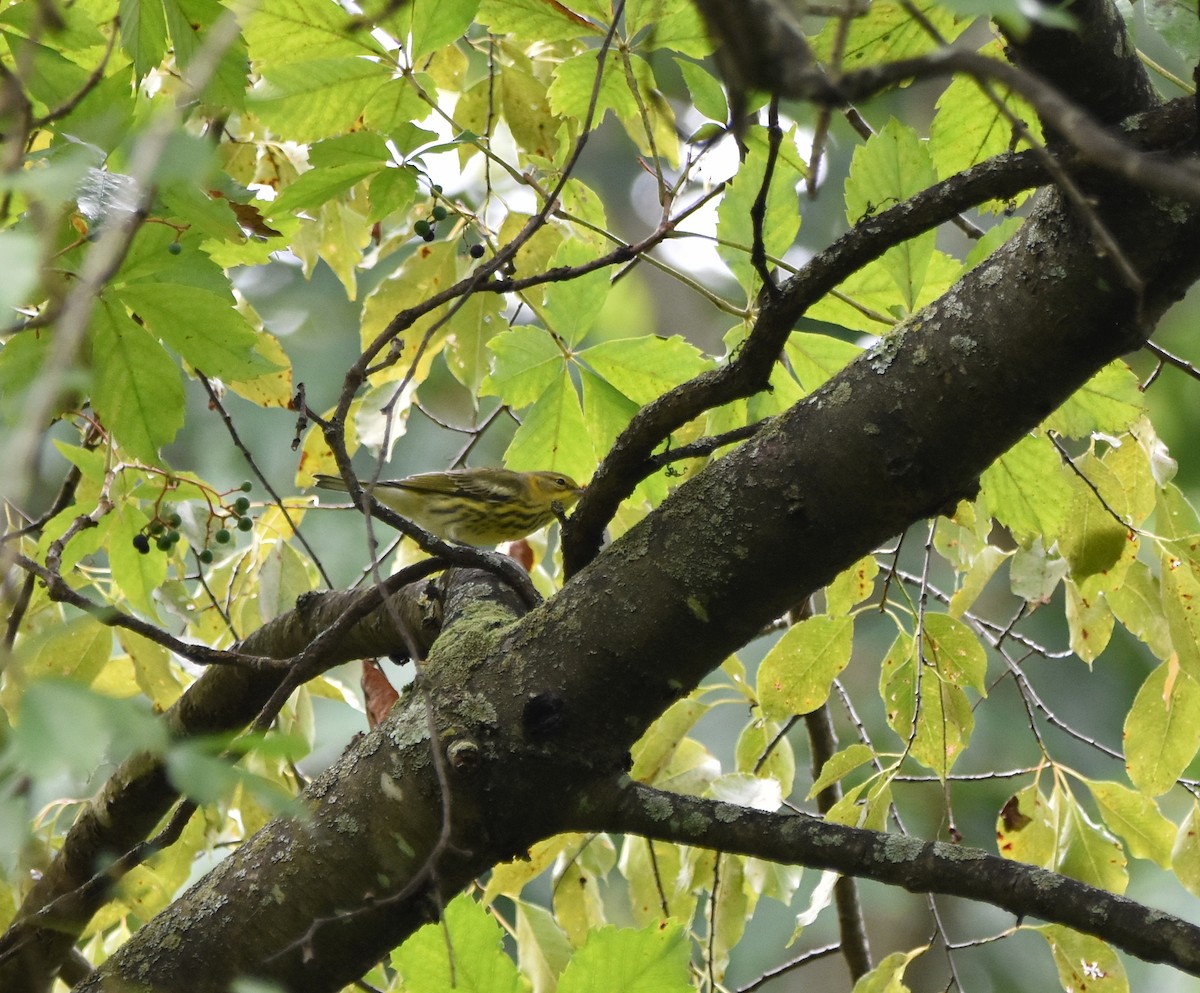 Cape May Warbler - ML622651886