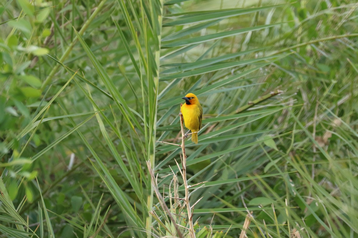 Spectacled Weaver - ML622651907