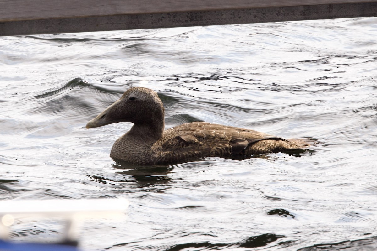 Common Eider - ML622651926