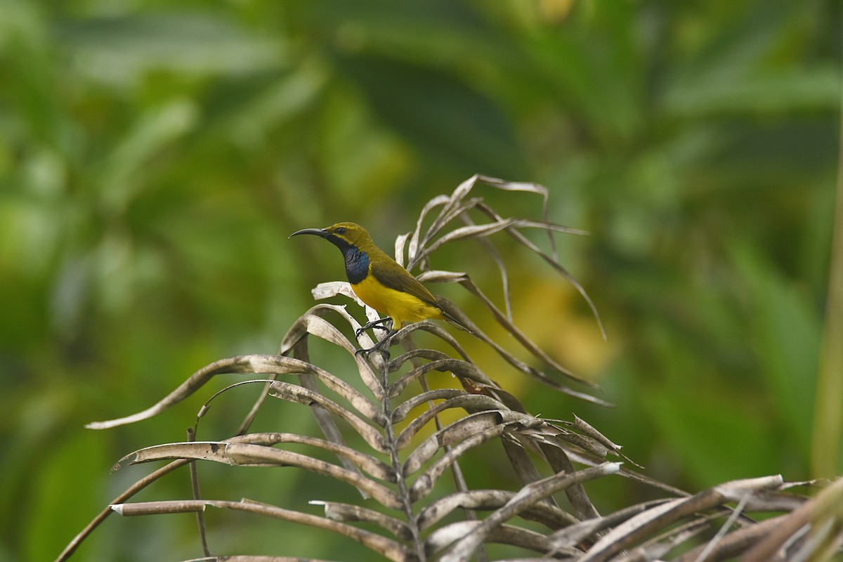 Sahul Sunbird - Maxime Zucca