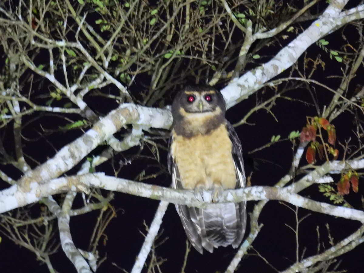 Tawny-browed Owl - ML622651953