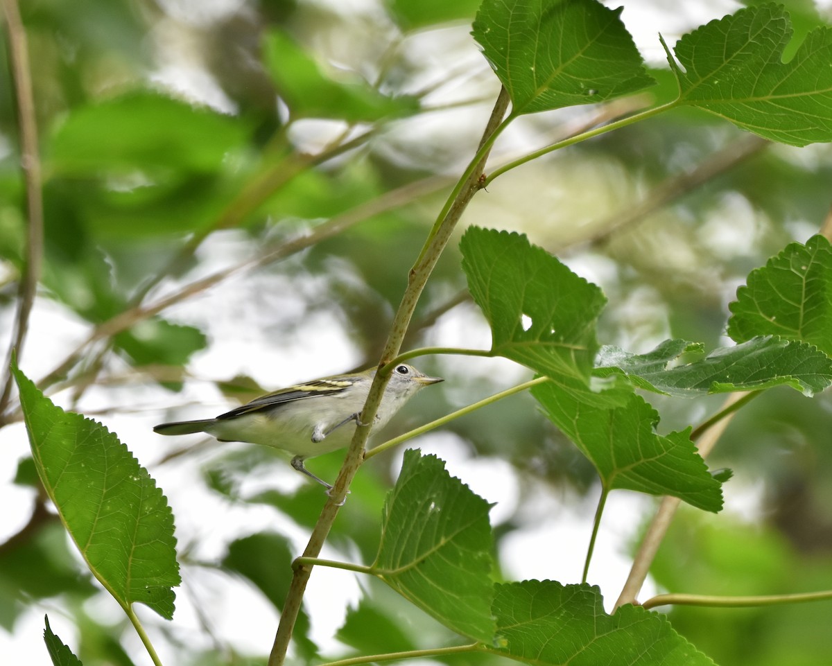 Chestnut-sided Warbler - ML622652016