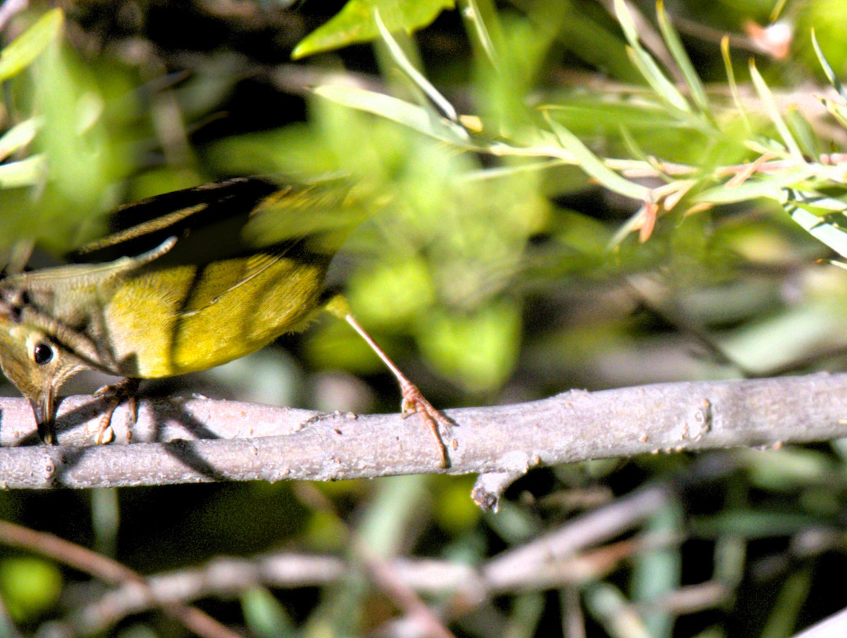 MacGillivray's Warbler - ML622652075