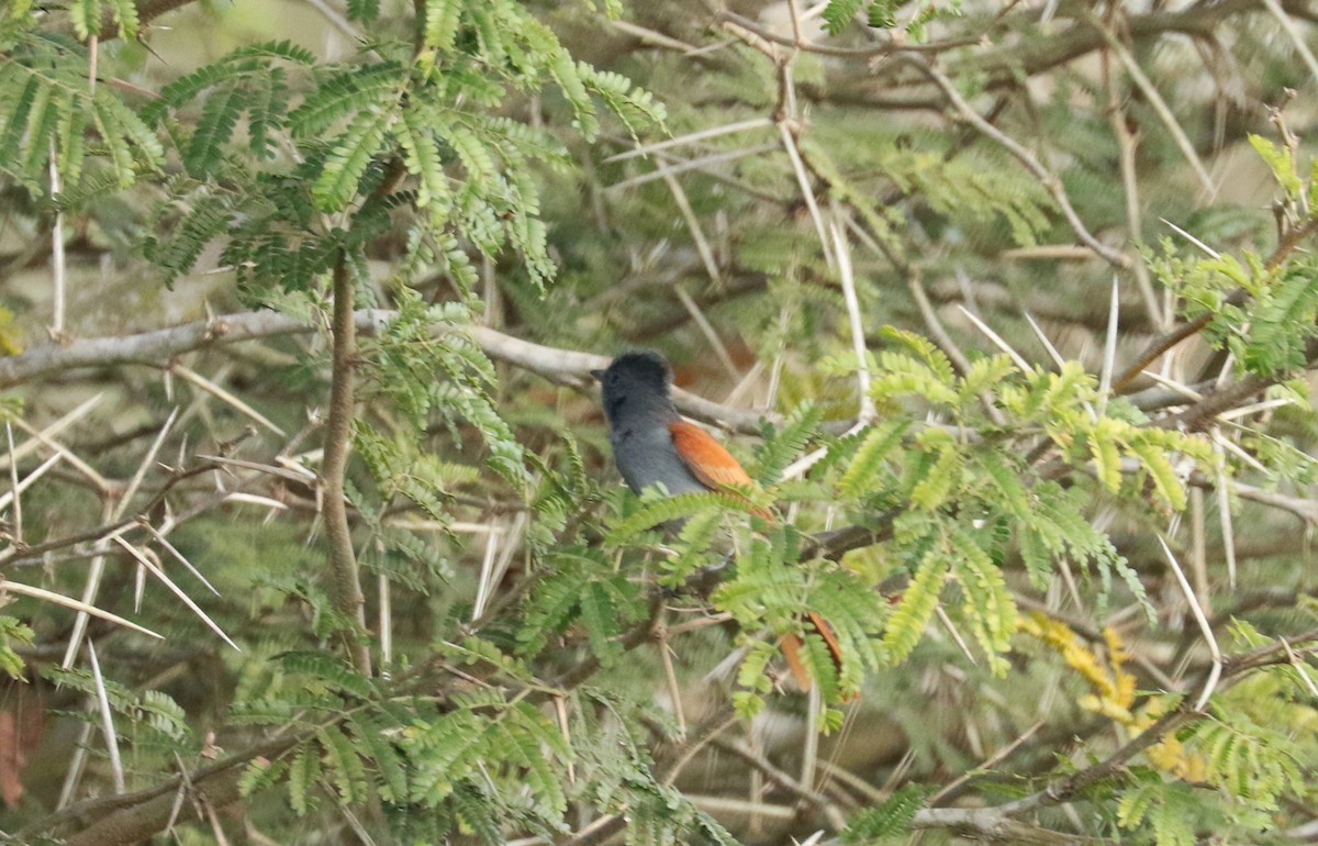 African Paradise-Flycatcher - ML622652179