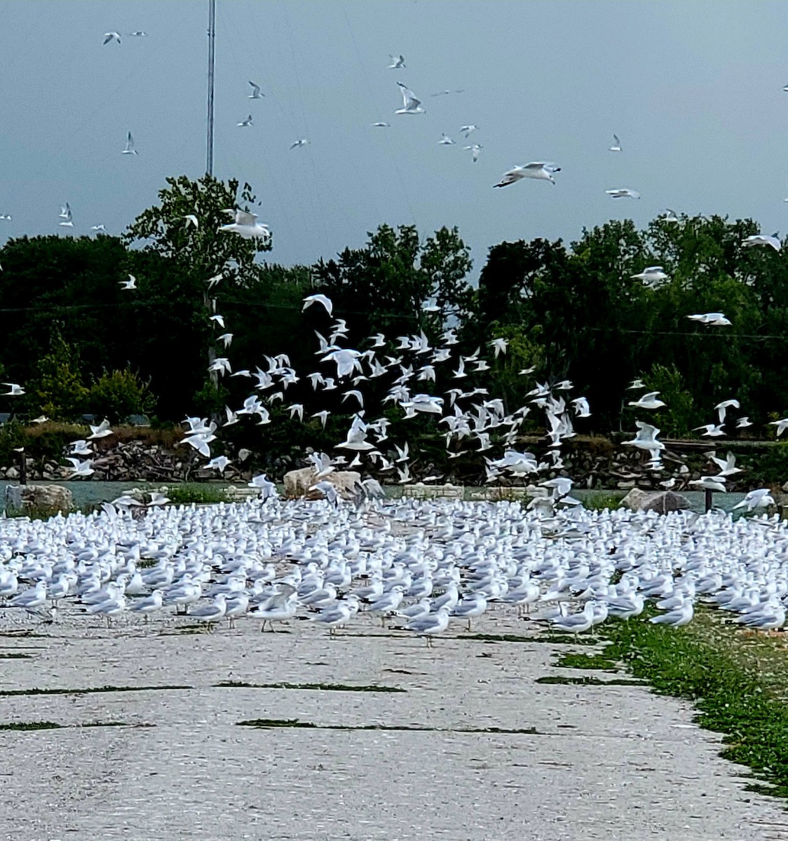 Caspian Tern - ML622652181