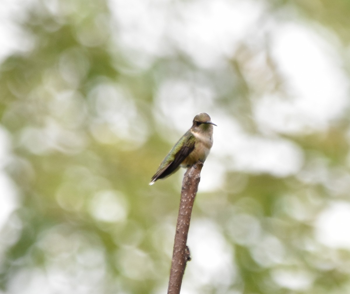 Ruby-throated Hummingbird - ML622652198