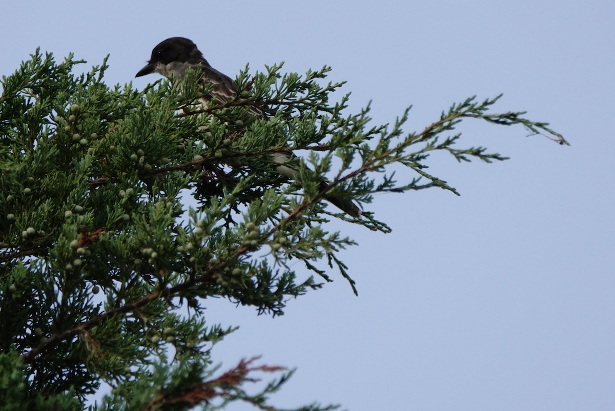 Eastern Kingbird - ML622652221