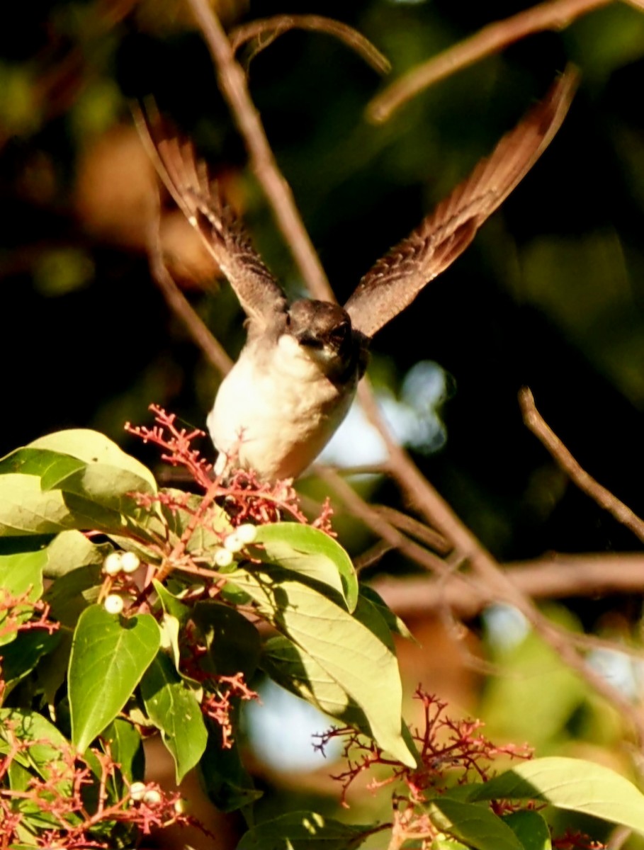 Eastern Kingbird - ML622652222