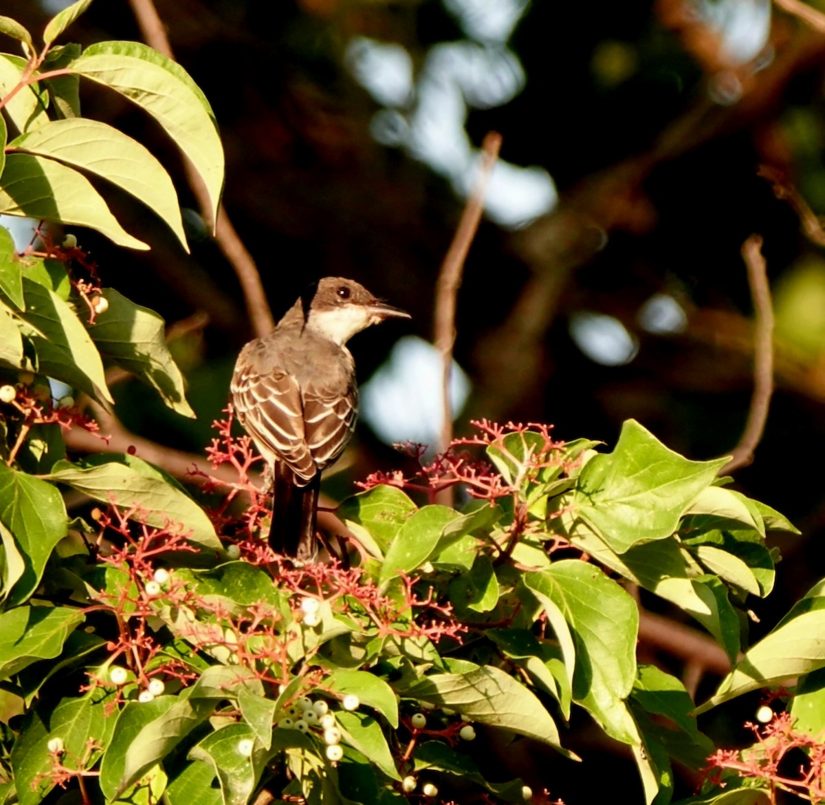 Eastern Kingbird - ML622652224