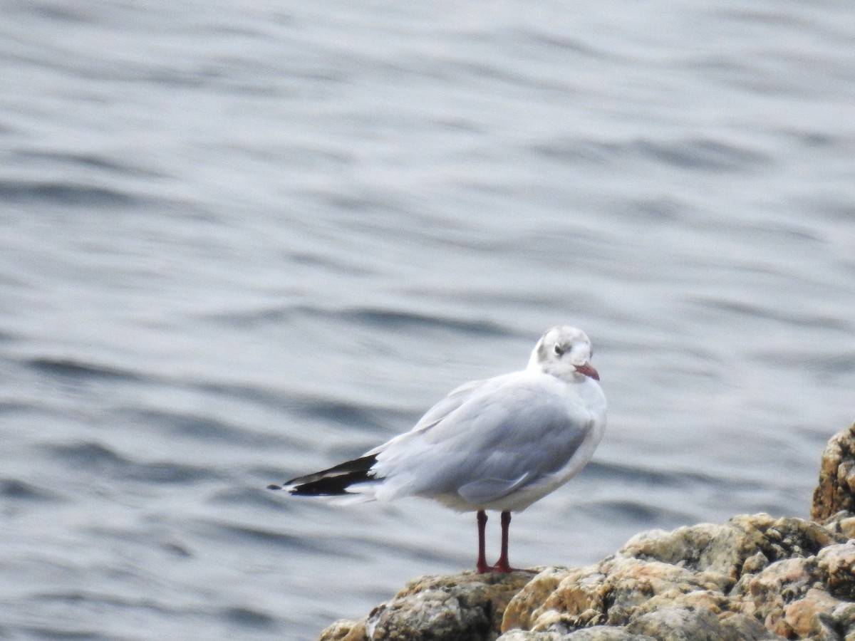 Black-headed Gull - Jean-Guy Beaulieu