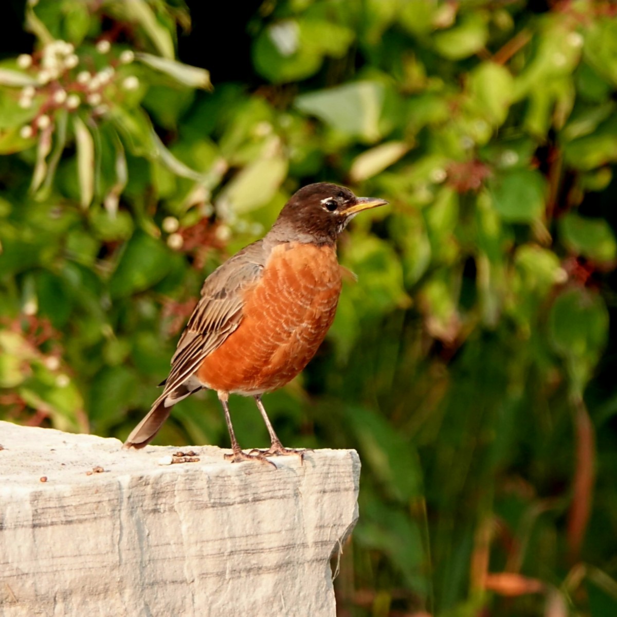 American Robin - ML622652259