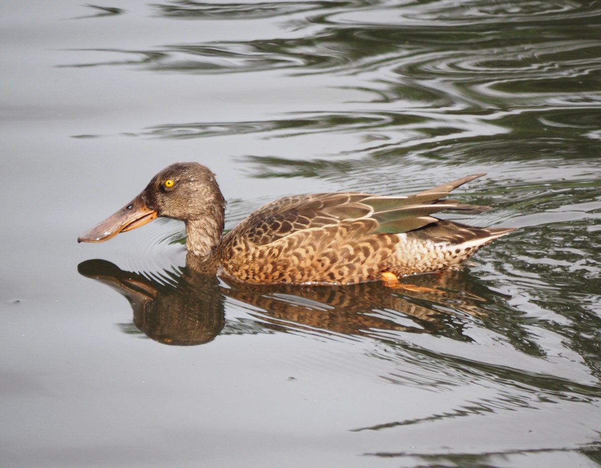 Northern Shoveler - ML622652337