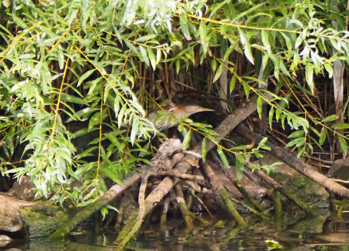 Little Bittern - ML622652350