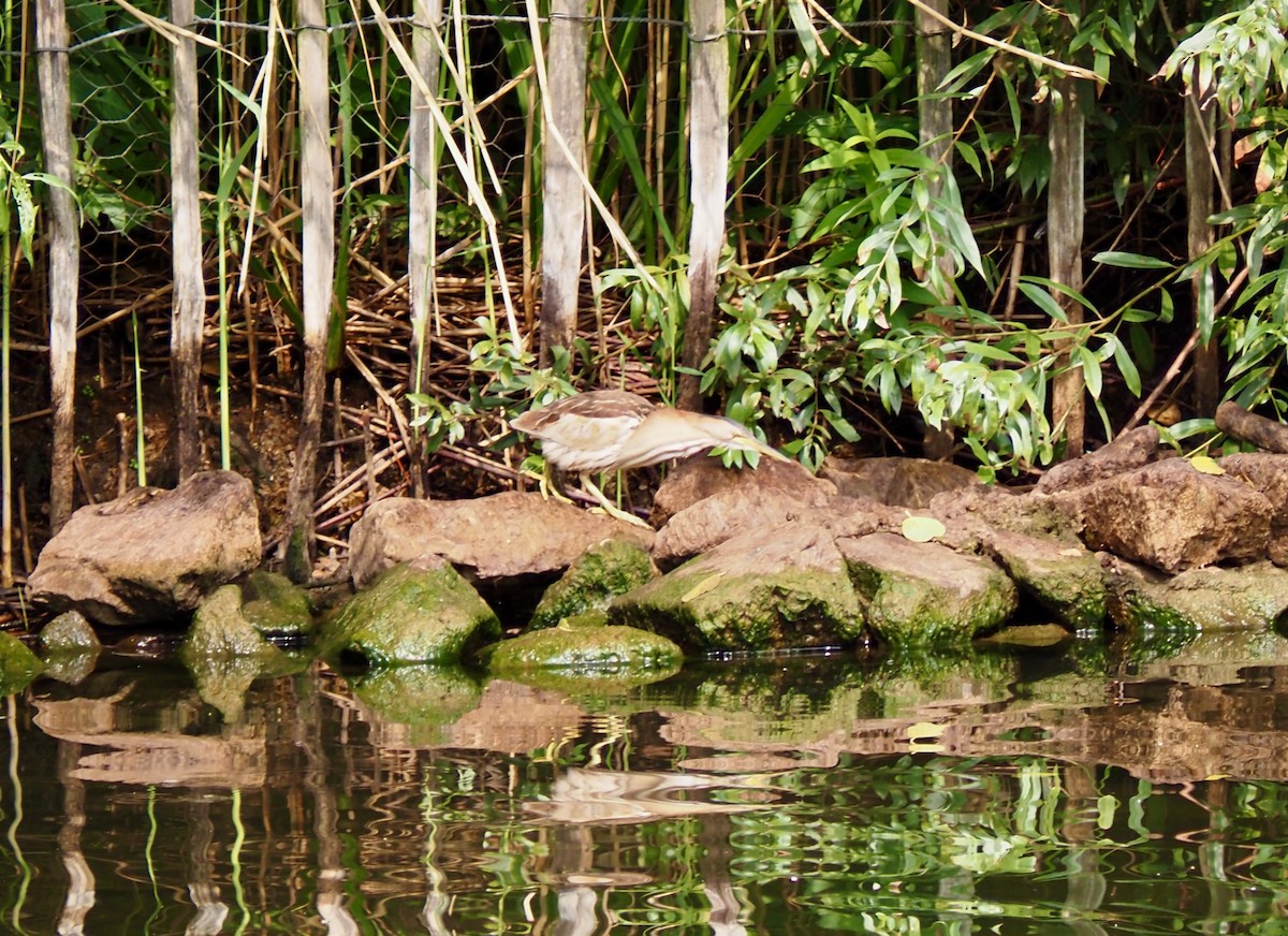 Little Bittern - ML622652351