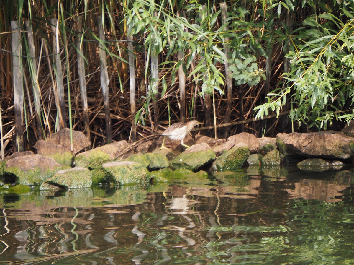 Little Bittern - ML622652352