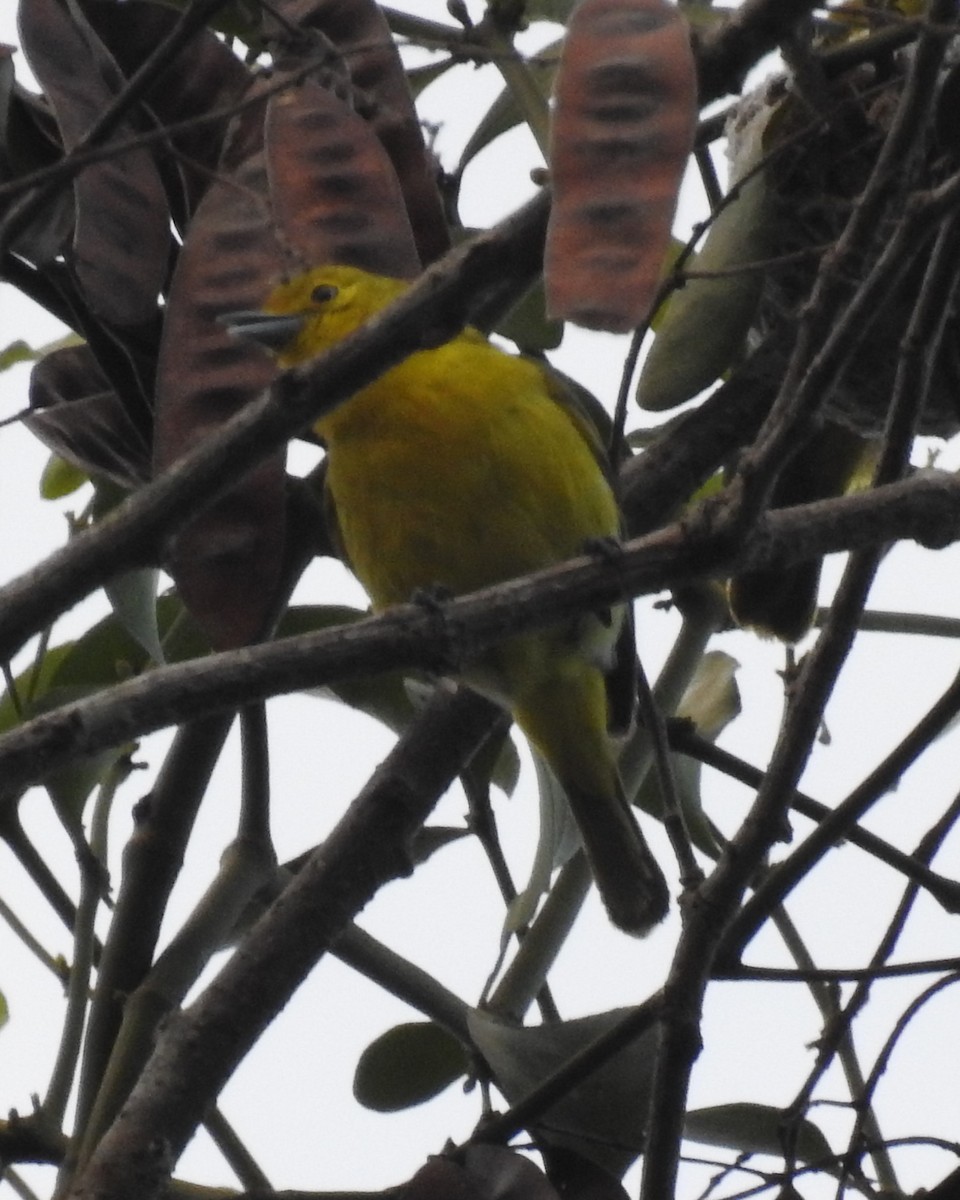 Common Iora - ML622652631