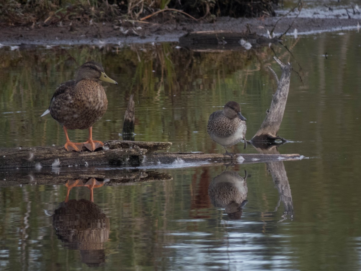 Green-winged Teal - ML622652643