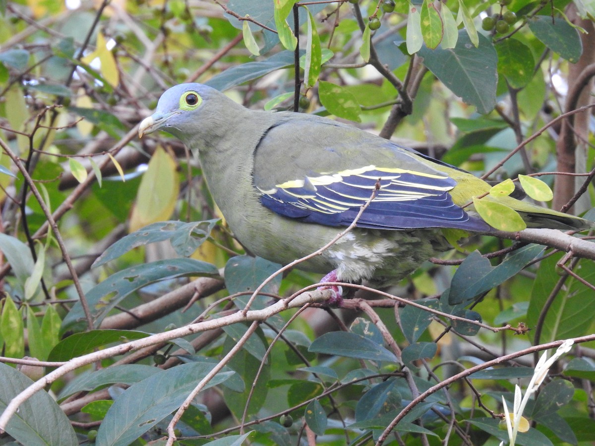 Gray-cheeked Green-Pigeon - ML622652669