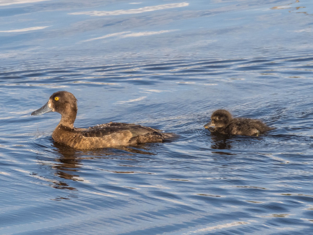 Tufted Duck - ML622652679