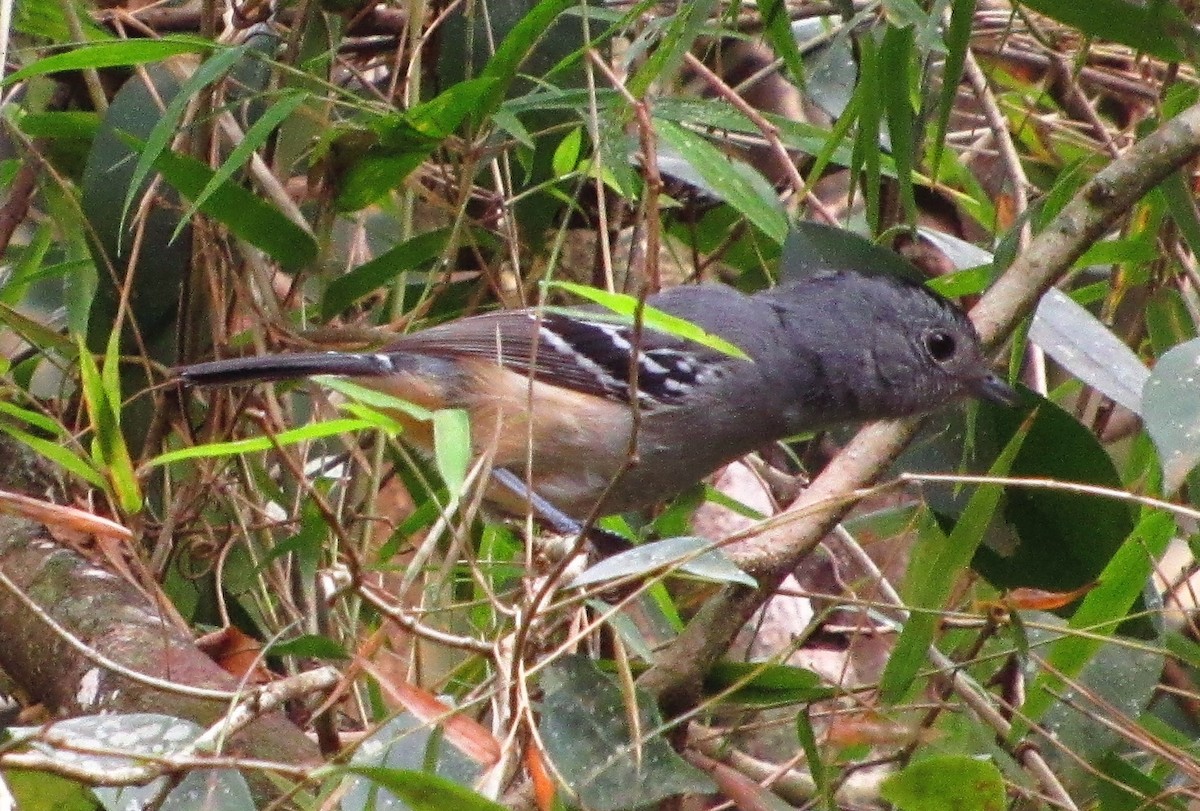 Variable Antshrike - ML622652680