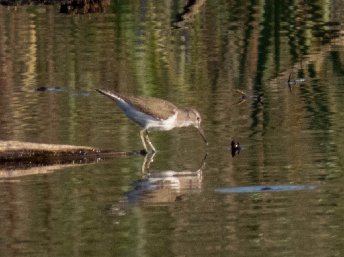 Common Sandpiper - ML622652688