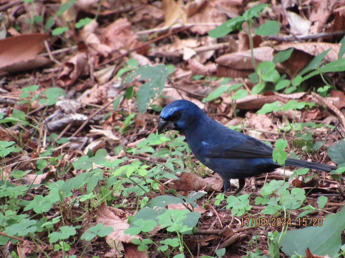 Ultramarine Grosbeak - ML622652693