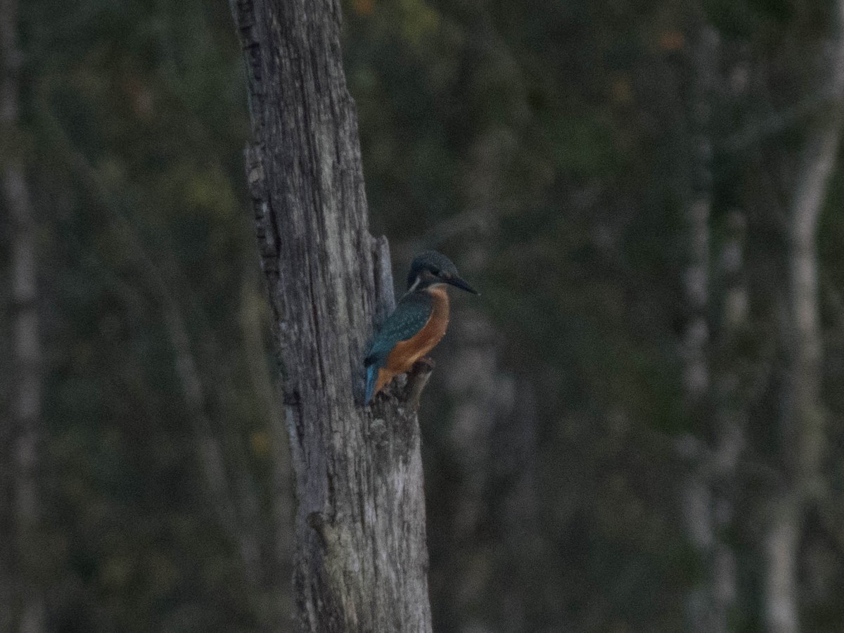 Common Kingfisher - ML622652701