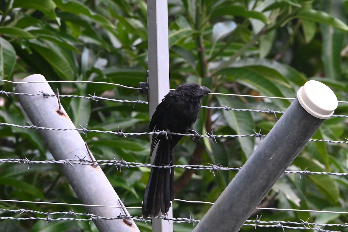 Groove-billed Ani - ML622652703