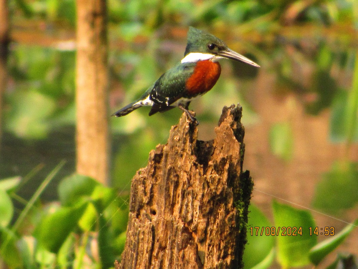 Green Kingfisher - ML622652705