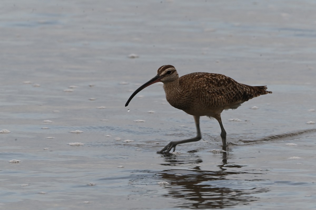 Whimbrel - Curtis Stewart