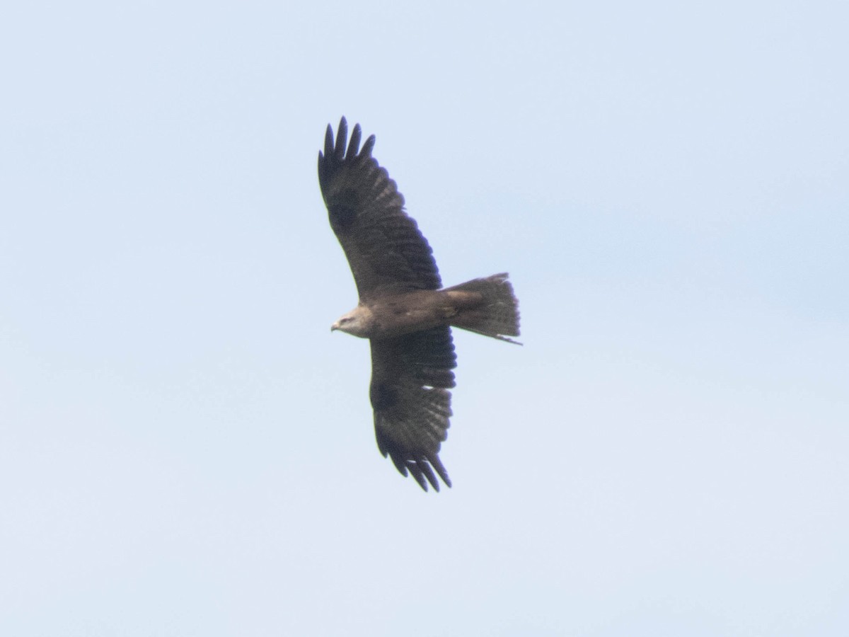 Black Kite - ML622652766