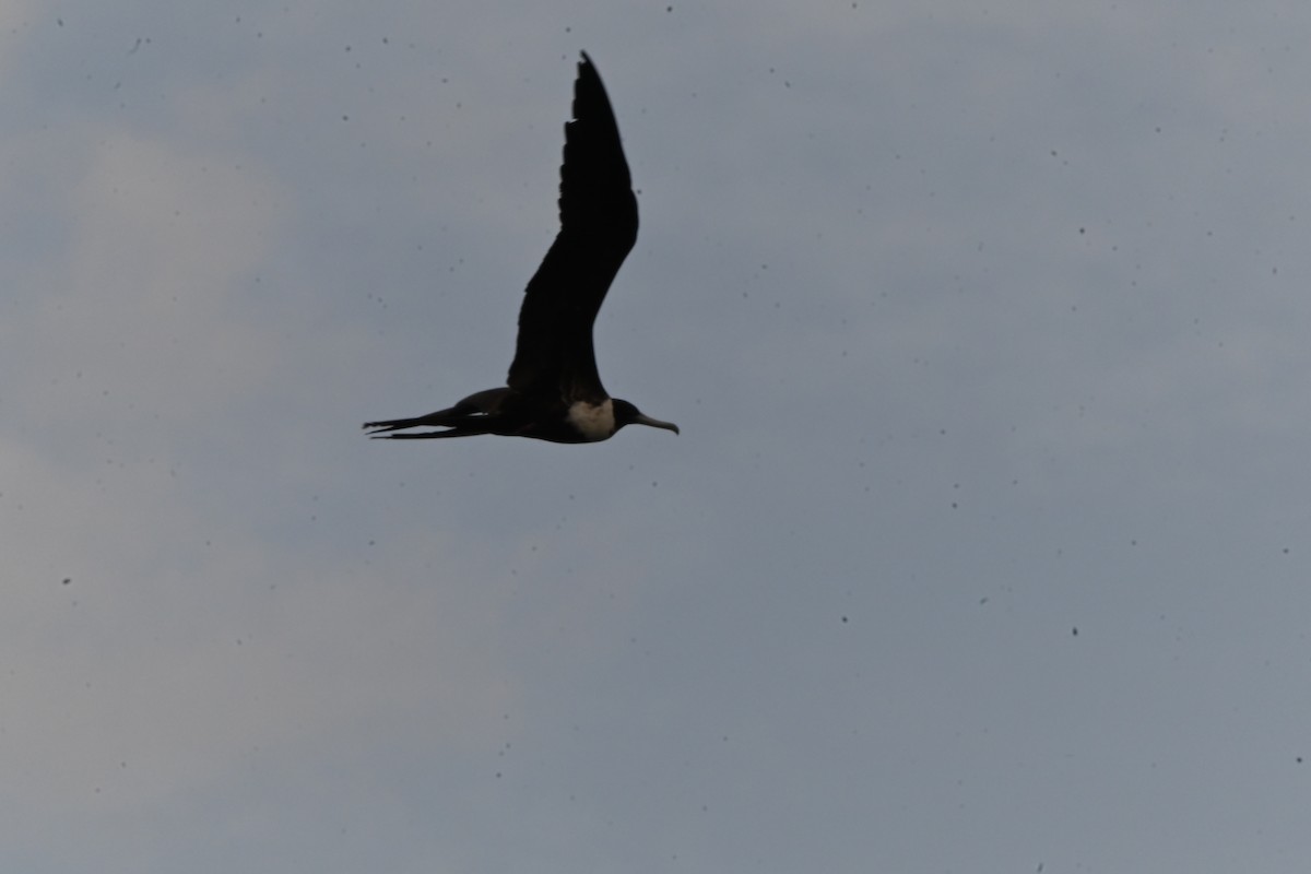 Magnificent Frigatebird - ML622652777