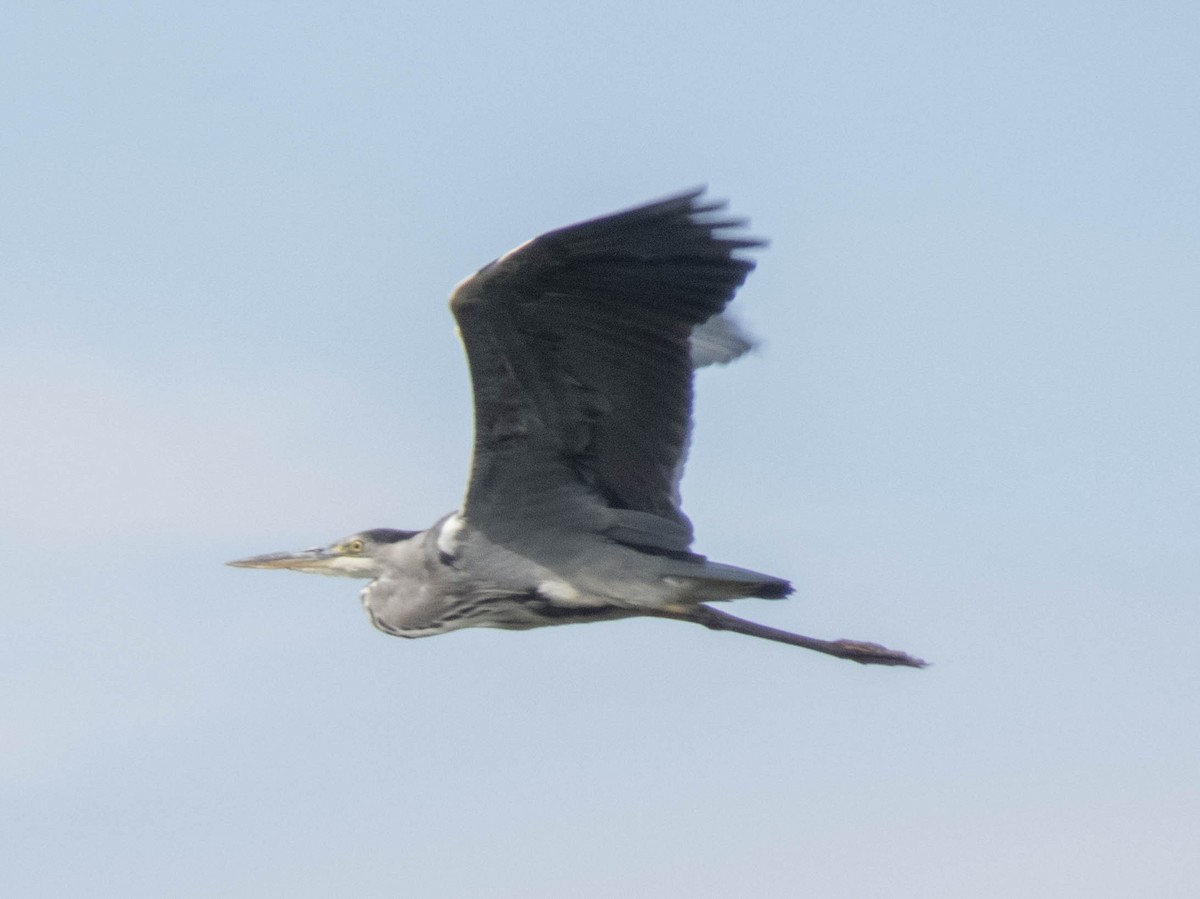 Gray Heron - Hugo Schlenker