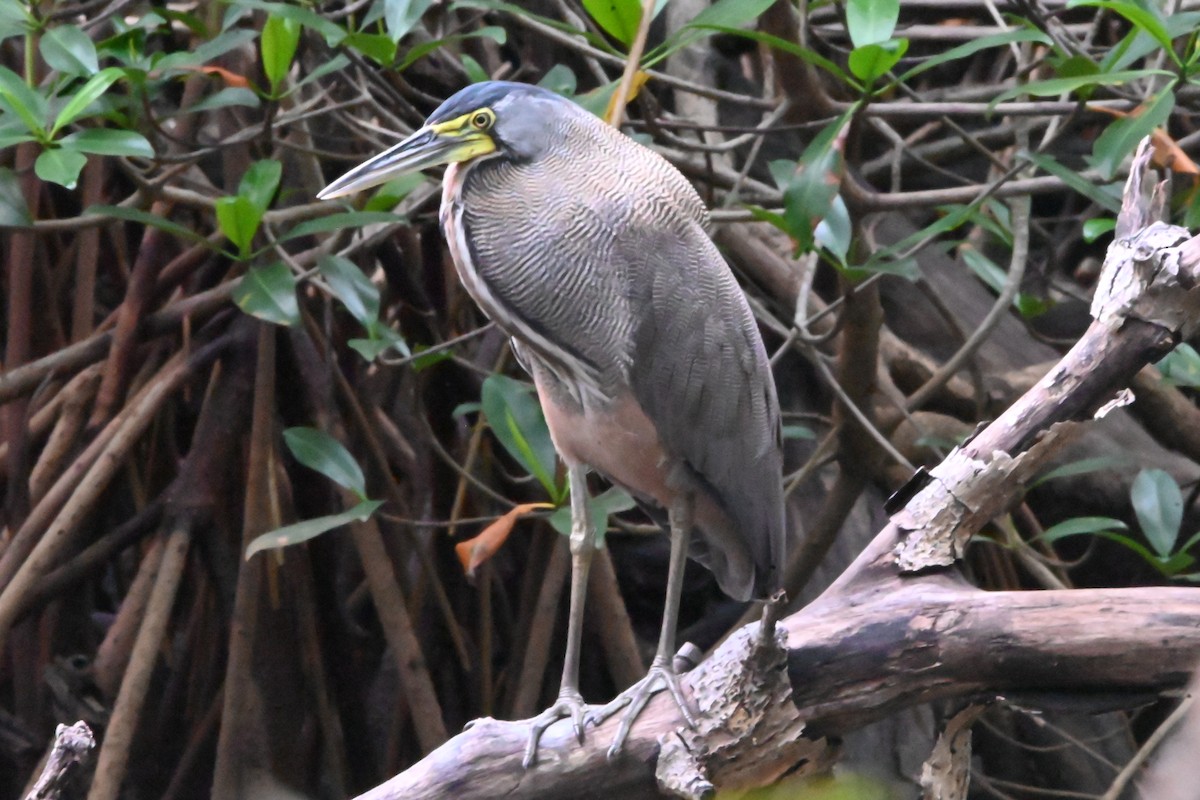 Bare-throated Tiger-Heron - ML622652801