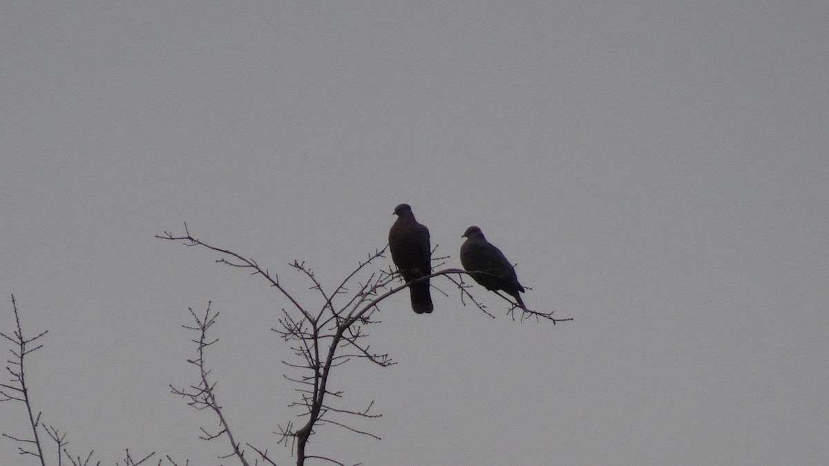 Chilean Pigeon - Marco Antonio Guerrero R.