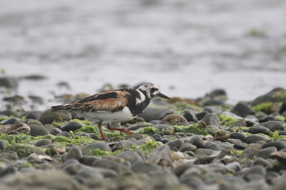 Ruddy Turnstone - Andy M