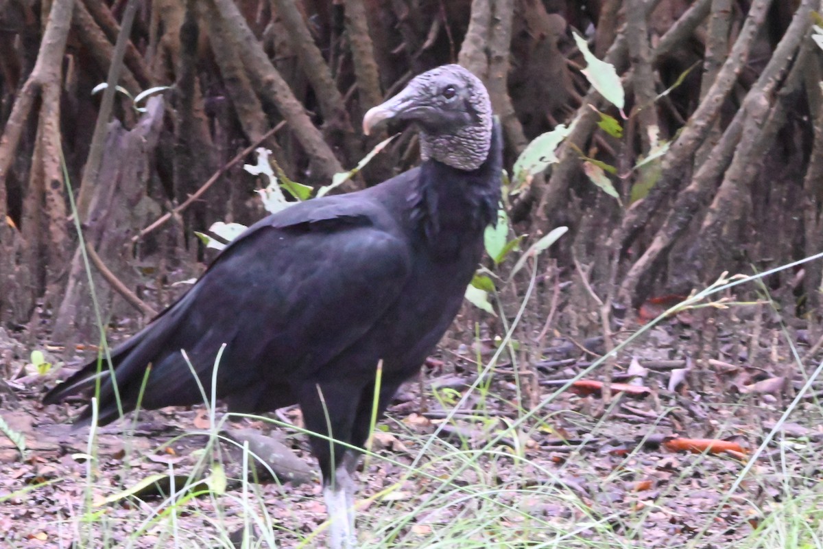 Black Vulture - ML622652807