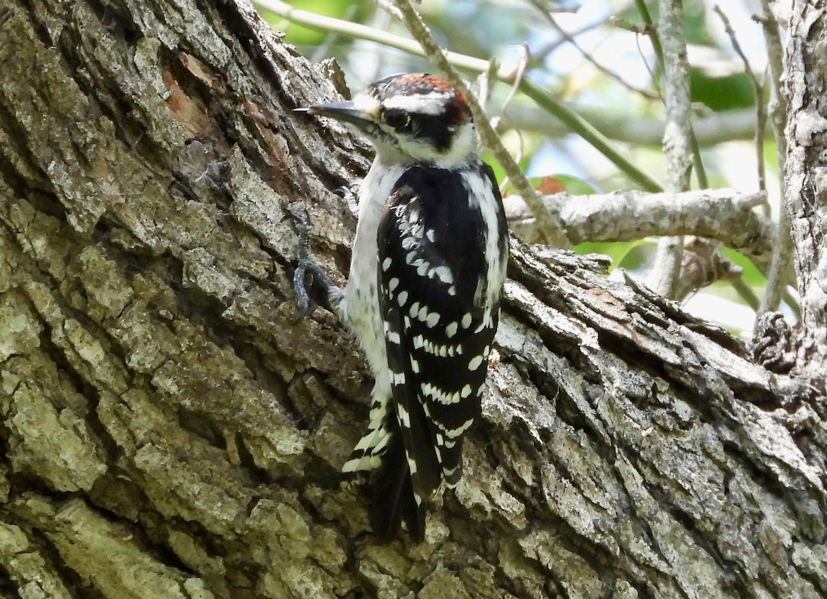 Downy Woodpecker - Michele Giroir