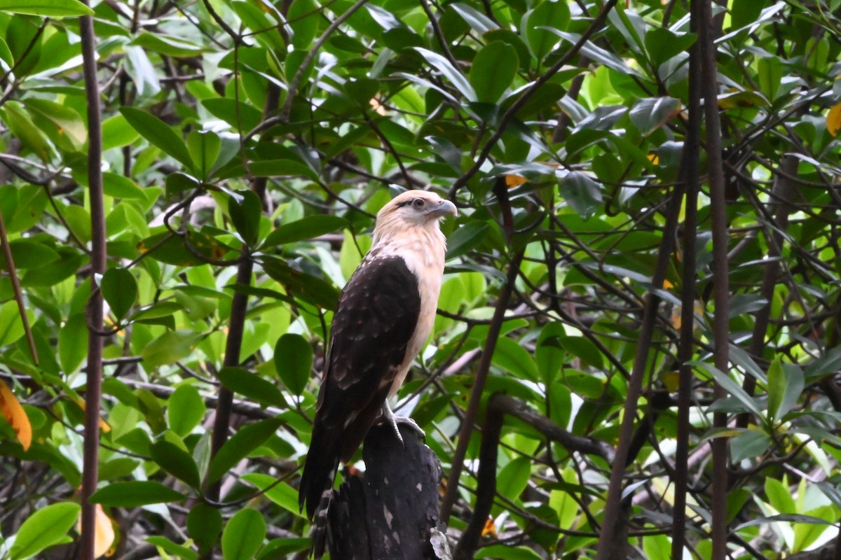 Yellow-headed Caracara - ML622652811