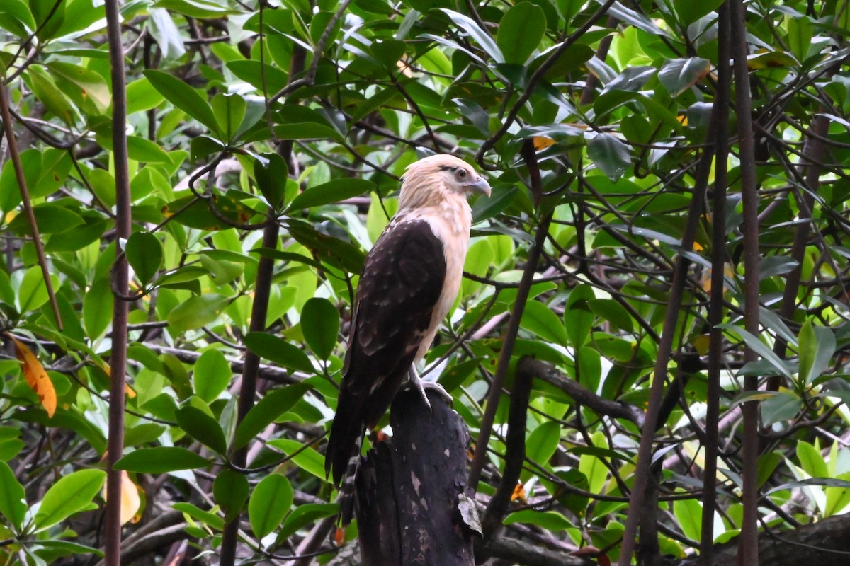 Yellow-headed Caracara - ML622652812