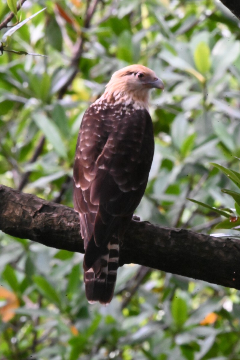 Caracara Chimachima - ML622652813